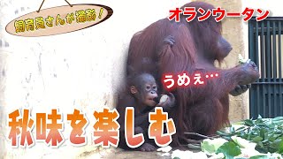 オランウータンの赤ちゃん、はじめて自分の歯で季節の野菜を頂く
