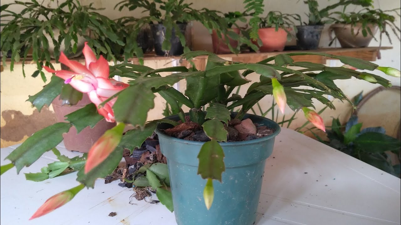 (Na minha opinião) O melhor substrato para flor de maio