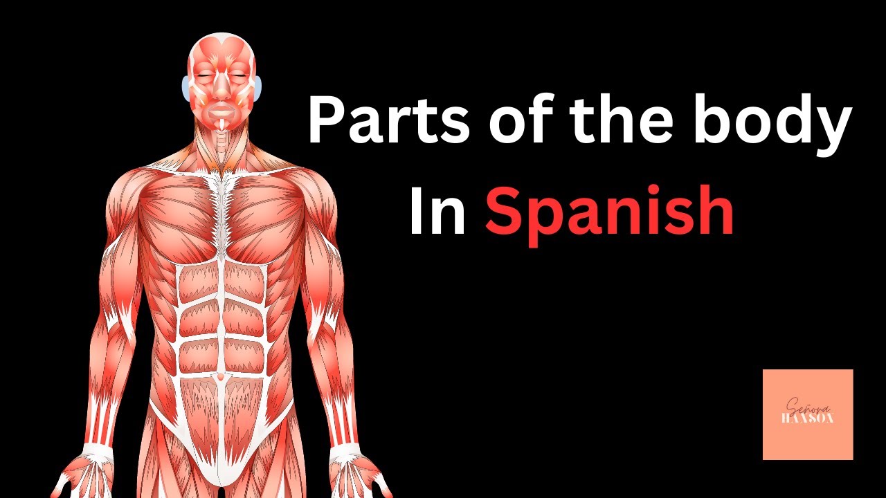 Parts of the body in Spanish. Las partes del cuerpo YouTube