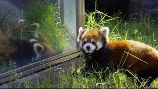 王子動物園のレッサーパンダ ガイアとミンファ~Red Pandas