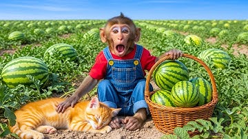 Monkey LuLu drives a tractor and the Strange adventure in the watermelon Field - LULU MONKEY LIFE