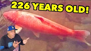 This Koi Fish lived to be 226 years old!