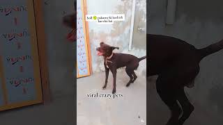 Hamla ho gia hai comando sab #youtubeshorts #funnydog #labrador