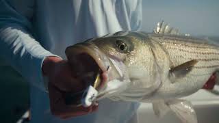 Striped Bass Fishing with Game On! Lures | Topwater & Soft Plastics screenshot 1