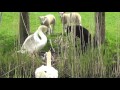 #Sheep vs #Swans - lambs want to see the cygnets