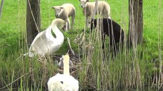 #Sheep vs #Swans - lambs want to see the cygnets