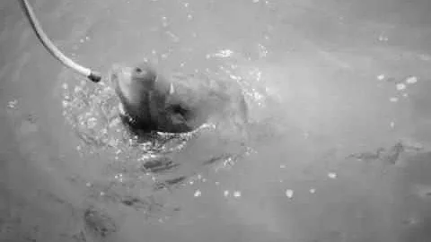 Amy Caldwell - The River By The Sea