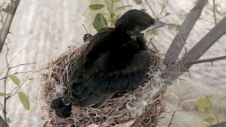 Unseen Side of Black Drongo Chick!
