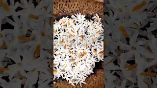 Pavala Malli Plant Tips And Care -பவழ மலல சட வளரபப மறறம பரமரபப