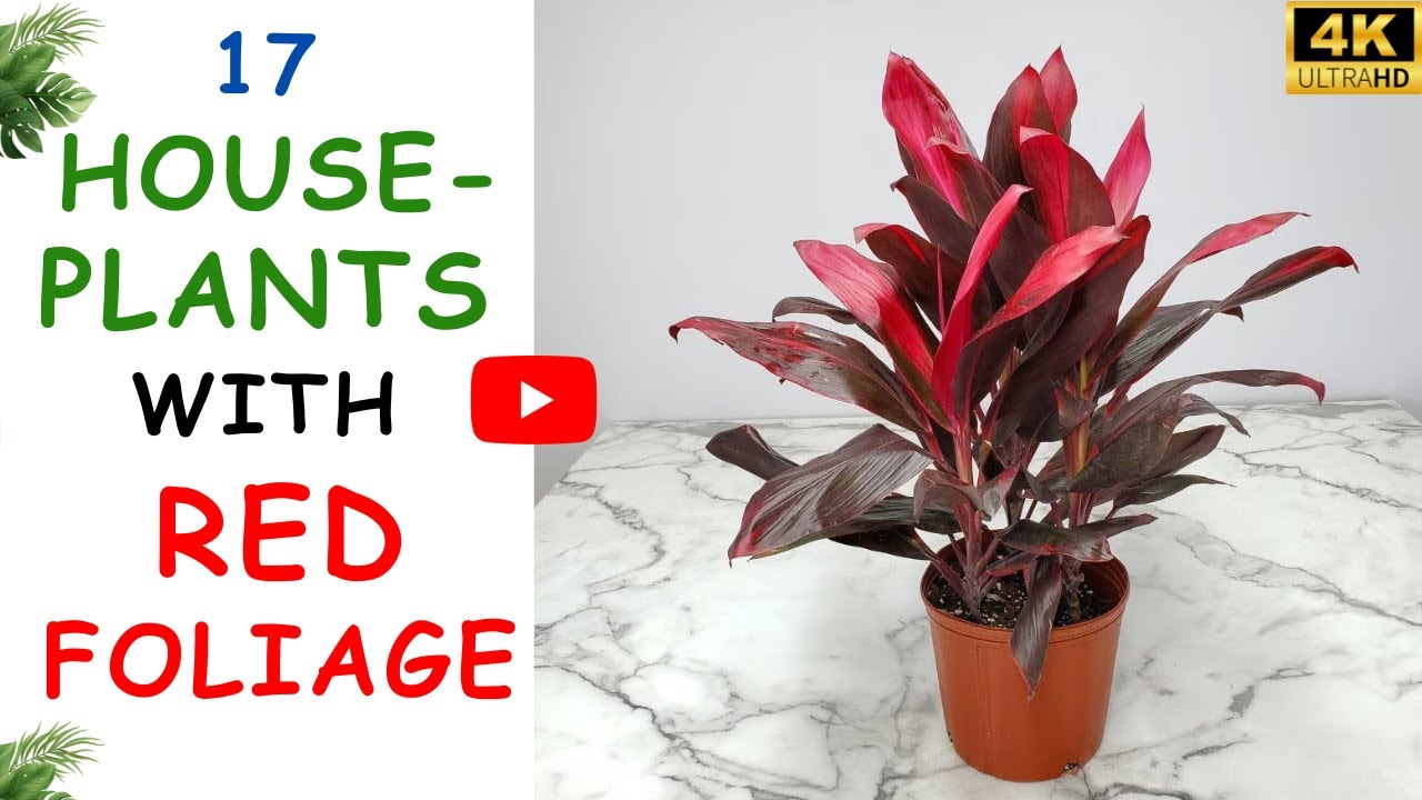 trendy indoor plants Plant Bundle Trendy (Fiddle Leaf Fig & Monstera Adasonii) main image 0