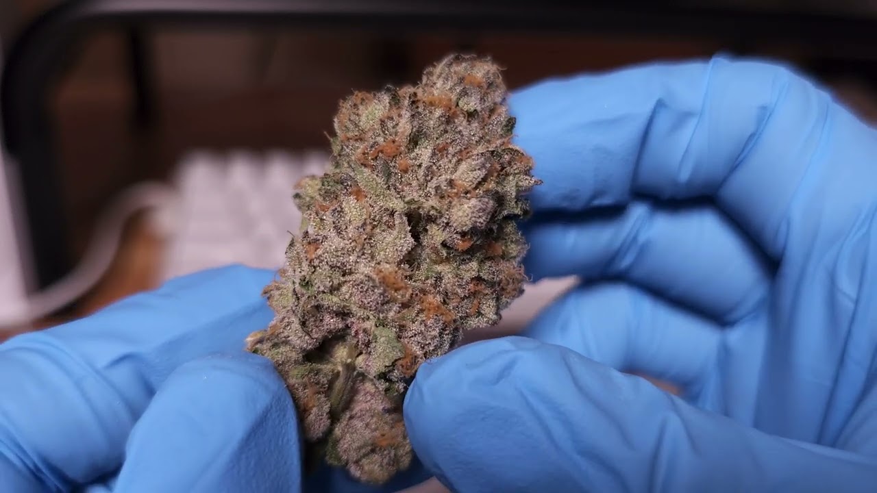 I've Got Some Crazy DANK | Decibel Gardens Benjamin's In Space