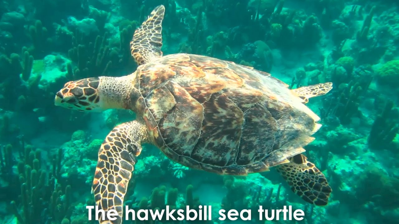 Hawksbill Turtle, Sea Turtles, Species