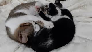 Mr.Shadow and Princess sweet sleep yin yang. screenshot 5