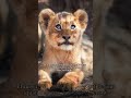 ✡️ Sage est Mon enfant 🦁 #proverbsofsolomon #sagessededieu #ancientestament