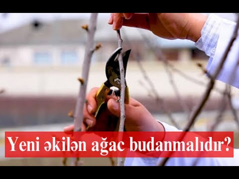 Video: Bromeliadı budamaq lazımdır?