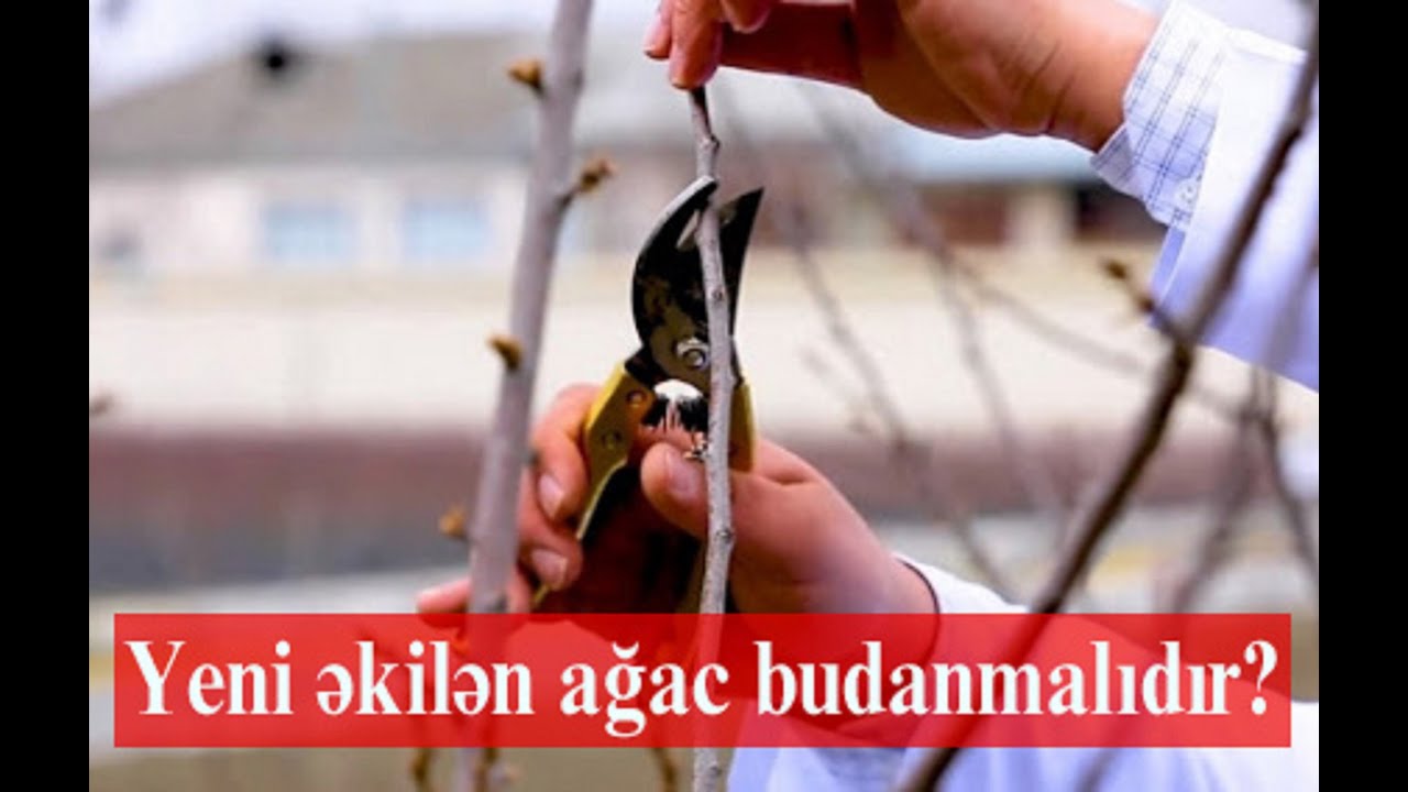 Yeni əkilən ağacları budamaq lazımdı?