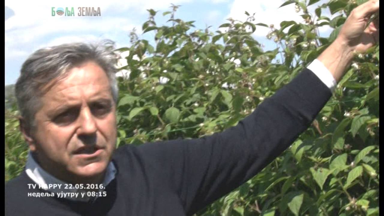 Preporuka za prskanje malina u cvetanju - novi jedinstveni preparat i resenje