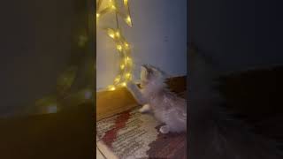 pretty kitty pretty kitty