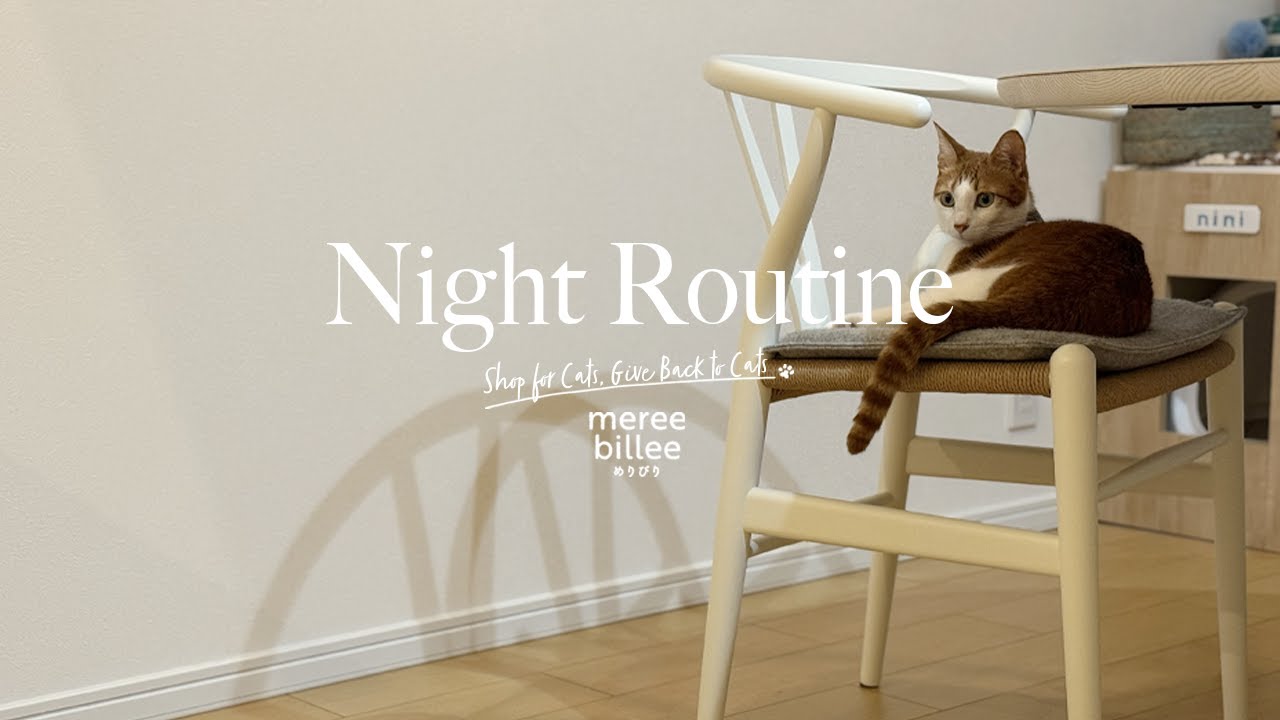 猫と夜のルーティン｜飽きのこない猫遊び