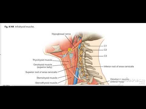 Video: Fungsi Otot Omohyoid, Asal & Anatomi - Peta Tubuh