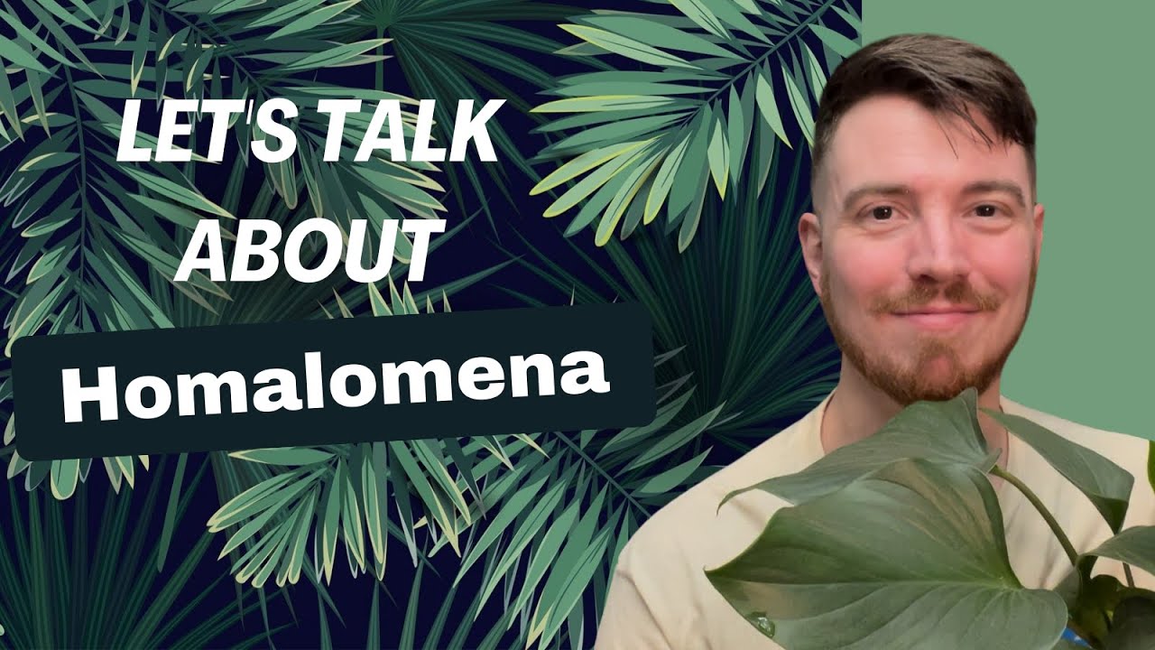 Let's Talk about Homalomena