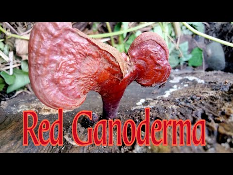 Video: Ganoderma Palm Disease – Tipy, jak se vypořádat s Ganoderma Butt Rot