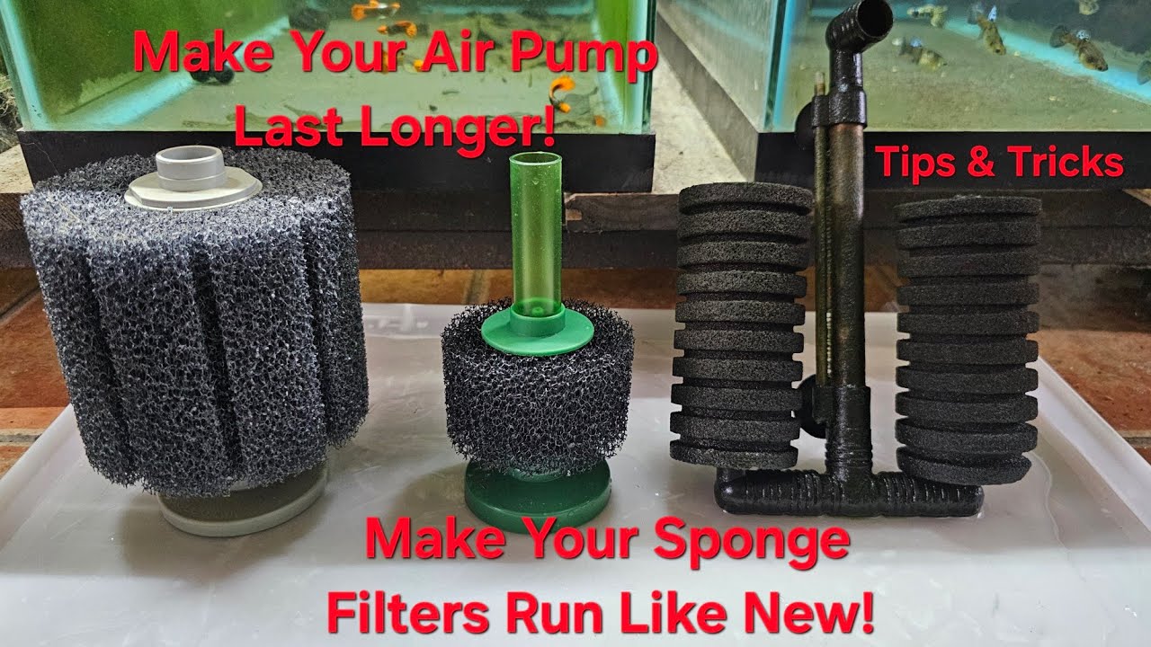 How To ACTUALLY Clean Your Sponge Filter Like a PRO / Tips & Tricks