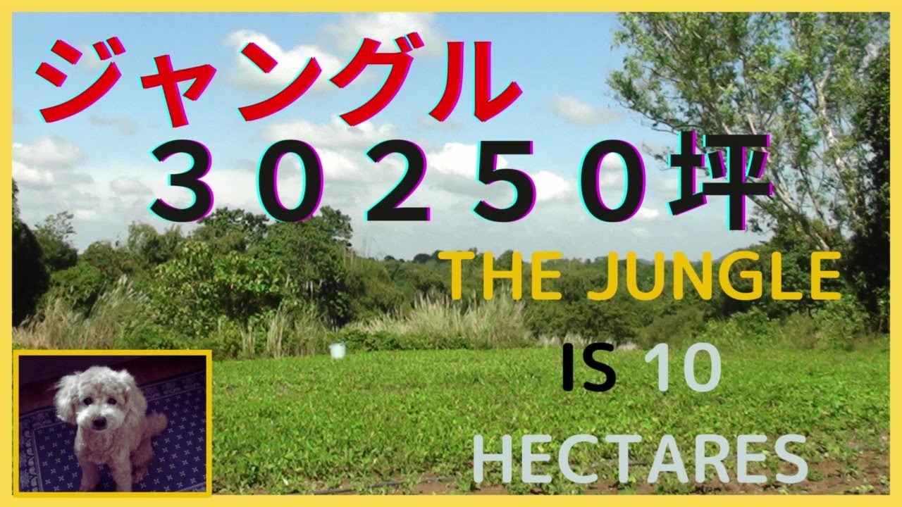 我が家の土地、ジャングルは30250坪、Our land is 10 hectares.