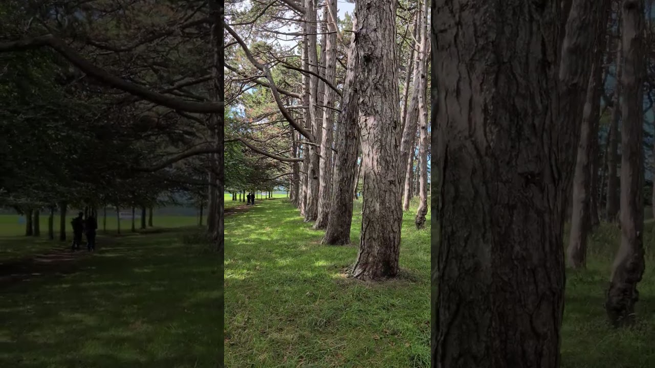 🌳 Serene Walk Through Phoenix Park Dublin – Ireland’s Green Escape