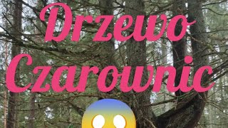 Drzewo czarownic #natura #las #drzewo #słowianie #poganie