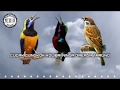 Masteran Best Kompilasi !!! Suara burung Cucak cungkok - Kolibri Ninja - Gereja tarung