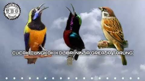 Masteran Best Kompilasi !!! Suara burung Cucak cungkok - Kolibri Ninja - Gereja tarung