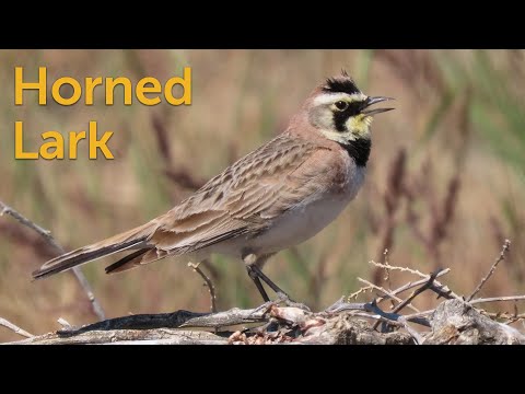 Video: Kādā krāsā ir cīruļi?