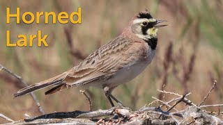 Horned Lark: Where the Trees Aren't