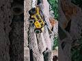 Freestyle Roaming | hb toys zp1005 | defender rc crawler #rchobby #rcoffoad #rcadventure #rccrawler