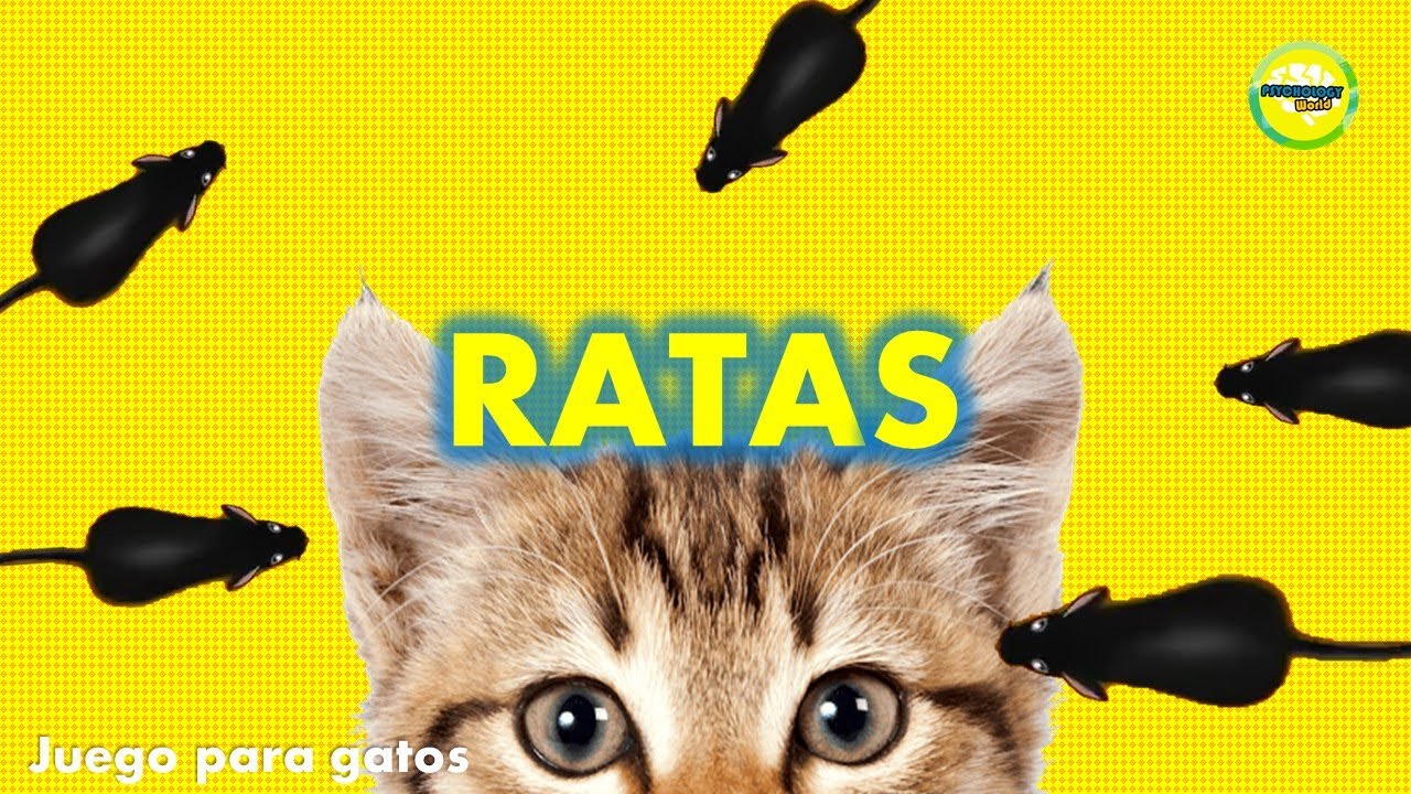 Video para #Gatos #Ratones - YouTube