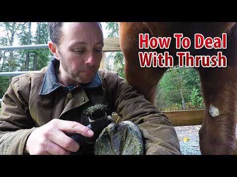 How To Deal With Thrush In Horse Hooves, Part 1