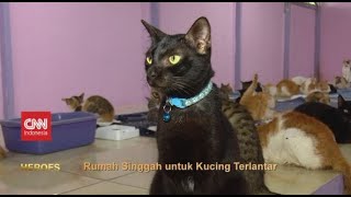 Rumah Singgah untuk Hewan Terlantar