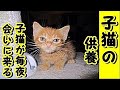 👀 あの世供養感動 泣ける話 ・毎晩亡くなった子猫が現れます 猫の供養 切ない悲しい話人間の情、哀れみを感じて猫が現れるお話！泣ける話 動画 里親・招き猫ちゃんねる