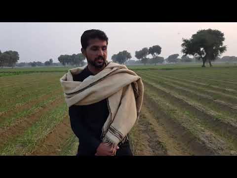 Lehsan Ki Kasht لہسن کی کاشت Ka Sahi Tarika 100 Profit