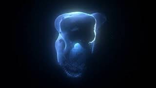 FRACTAL | Visual Development & Particle Tests