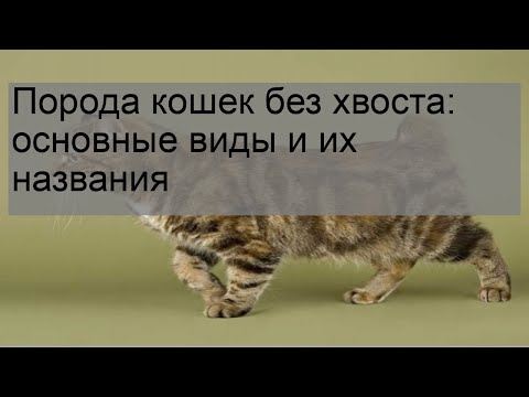 Порода кошек с хвостом крючком