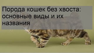 Порода кошек без хвоста: основные виды и их названия