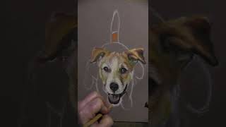 Drawing a Jack Russell