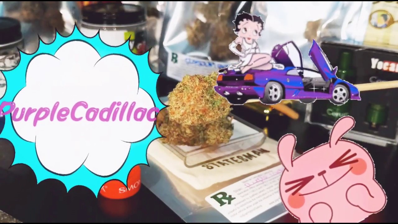 420 Purple Cadillac Kush Cannabis Criticism BayBudz📺