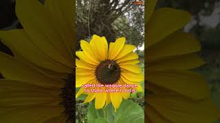 Bees Tiny Superheroes Saving Our World