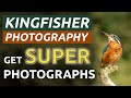 Get super pictures of a Kingfisher   Adding interesting perches