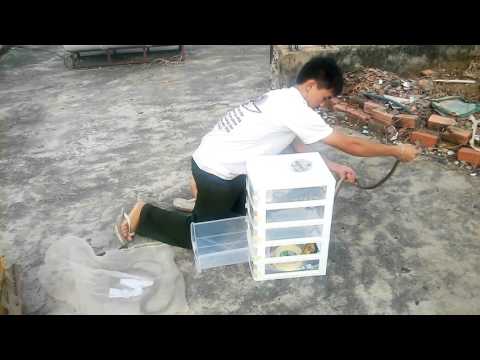 Video Tắc kè hoa và rắn ráo trâu | My Tokay Gecko and Snake - youtube