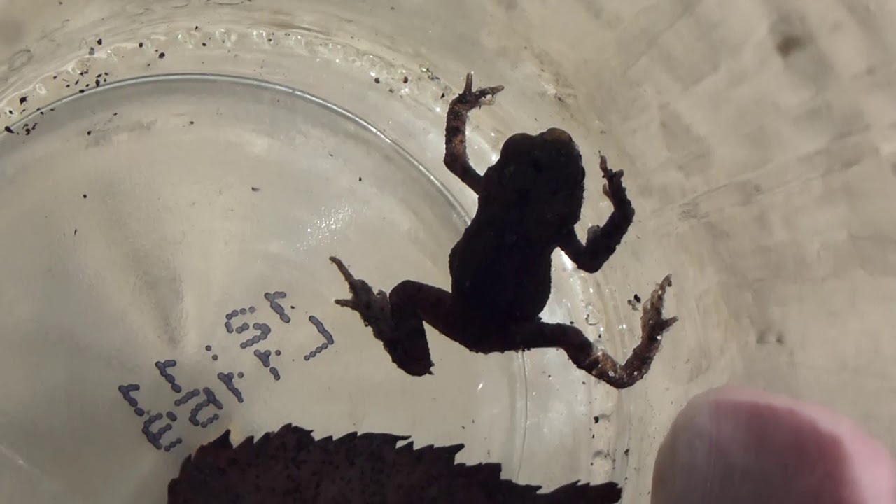 Common Toad - Bufo bufo - Körtur - Körtufroskar - Smádýralíf