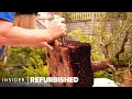 How A Bonsai Tree Is Professionally Restored | Refurbished